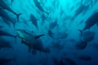 Dalla pesca alla tracciabilità, la 'giusta rotta' di Bolton Food Dalla pesca alla tracciabilità, la 'giusta rotta' di Bolton Food